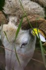 Вид крупным планом на овцу с ушной меткой — стоковое фото