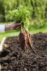 Tenue à la main de carottes fraîchement récoltées — Photo de stock