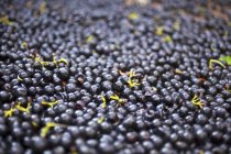 Raisins rouges cueillis frais — Photo de stock