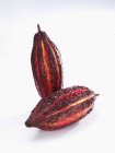 Fresh cacao pods — Stock Photo