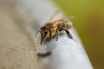 Honigbiene sitzt auf der Oberfläche — Stockfoto