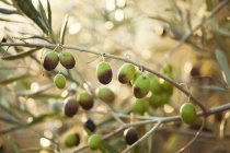 Оливки, що ростуть на дереві — стокове фото