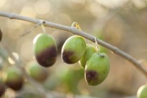Напів стиглі оливки, висячі — стокове фото
