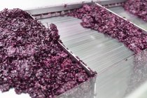 Closeup view of pomace residue in a wine press conveyor — Stock Photo