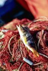 Frisch gefangener Meerwasserfisch — Stockfoto