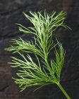 Fresh sprig of Dill — Stock Photo