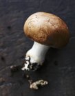 Vista close-up de um cogumelo fresco em uma superfície preta — Fotografia de Stock