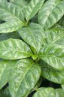Closeup view of coffee plant green leaves — Stock Photo