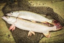 Fresh-caught hake on net — Stock Photo