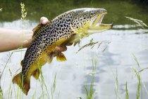 Hand holding Carinthian brown trout — Stock Photo