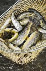 Fresh-caught Carinthian brown trouts — Stock Photo