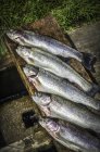 Fresh-caught rainbow trouts — Stock Photo
