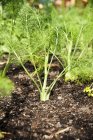 Органические луковицы фенхеля растут в поле на открытом воздухе — стоковое фото