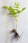Top view of a plant sprouting from a walnut on wooden surface — Stock Photo