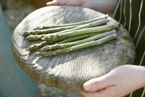 Mains tenant des lances d'asperges vertes — Photo de stock