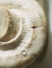 Closeup view of a freshly washed raw mushroom — Stock Photo