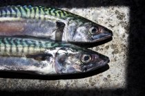 Freshly caught Cornish mackerels — Stock Photo
