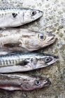 Cornish pollock and mackerel — Stock Photo