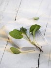 Salvia fresca sobre un paño - foto de stock