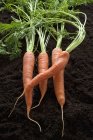 Рядок свіжої морквою — стокове фото