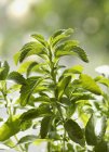 Vista de cerca de una Stevia plantas verdes - foto de stock