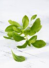 Vista close-up de Stevia sprig verde na superfície de madeira branca — Fotografia de Stock