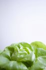 Lattuga verde fresca — Foto stock