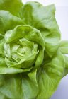 Fresh Lettuce head — Stock Photo