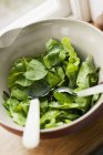 Bowl of fresh lettuce — Stock Photo