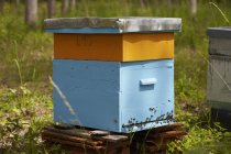 Visão diurna de uma colmeia velha com abelhas — Fotografia de Stock