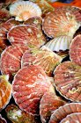 Closeup view of fresh red scallops heap — Stock Photo