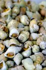 Closeup view of raw whelks heap — Stock Photo