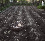 Batatas de semente em campo e cesta de palha ao ar livre durante o dia — Fotografia de Stock