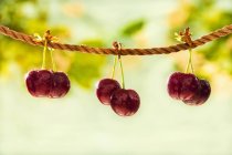 Ripe pairs of cherries hanging — Stock Photo