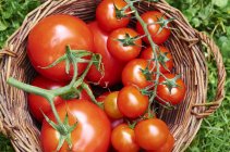 Basket of fresh tomatoes — Stock Photo