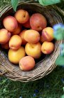 Fresh apricots in basket — Stock Photo