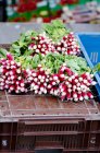 Bunches of fresh radishes — Stock Photo