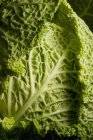 Fresh Savoy cabbage — Stock Photo