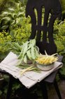 Elevated view of bush beans, wax beans and green beans on chair in garden — Stock Photo