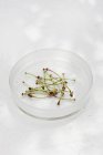 Vue rapprochée des tiges de cerise dans un bol en verre sur une surface blanche — Photo de stock