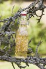Closeup view of elderflower vinegar in glass bottle on tree branch — Stock Photo