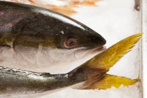 Fresh yellowtail fish — Stock Photo