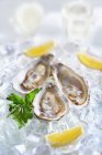 Fresh oysters with lemons — Stock Photo