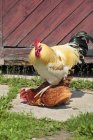 Daytime view of cockerel on hen by wooden building — Stock Photo