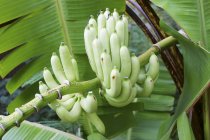 Bananas growing on plant — Stock Photo