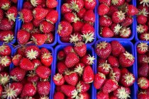 Erdbeeren in blauen Plastikpunnets — Stockfoto