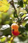 Uva spina rossa che cresce su cespuglio — Foto stock