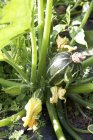 Una zucchina e un fiore su una pianta all'aperto — Foto stock