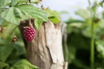 Loganberry growing on bush — Stock Photo