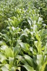 A field of leeks outdoors during daytime — Stock Photo